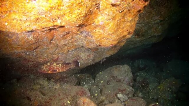 A scuba diver explores a partially submerged cave at La Palma, Canary Islands. The cave ceiling is close to the surface and its mouth opens into deep blue water.