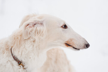 Russian greyhound standing on snow, white and red borzoi dog, close-up view of muzzle, breed for...