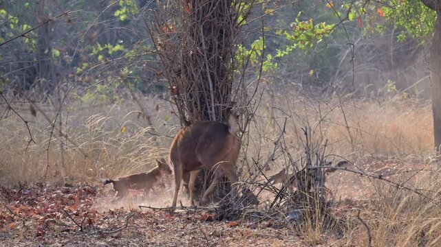 pack of dhole killing Sambar foal, dhole (Cuon alpinus) or indian wild dog at prey, Tadoba-Andhari Tiger Reserve, India, Asia