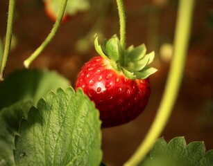 Close up of fresh strawberries growing in a greenhouse at various ripeness stages' with natural...