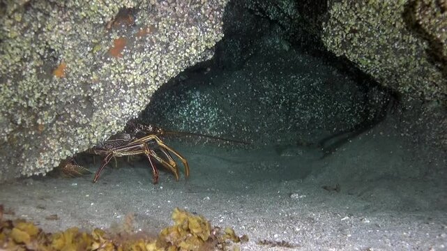 Under the ocean a spiny lobster wanders near its rock shelter on a sandy seafloor. This nighttime undersea experience was captured off the shores of La Palma.