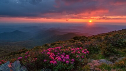 Roan Mountain Rhododendron Bloom at Sunset with Striking Pink and Orange Skies Above