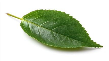 A vibrant green leaf isolated on a white background.