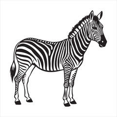 plain zebra vector illustration
