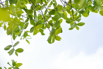 Obraz premium Terminalia ivorensis A Chev, Black afara or COMBRETACEAE and sky background