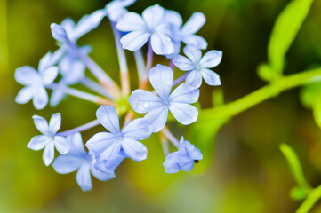 Cape leadwort, PLUMBAGINACEAE or Plumbago auriculata Lam and rain droplet