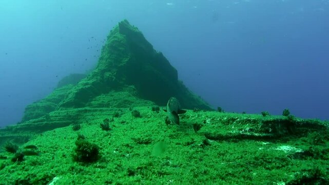 Sunlight filters through the clear water, illuminating a lush green underwater mountain and a curious fish that swims gracefully in its natural habitat in La Palma.