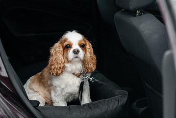 cute purebred Cavalier King Charles spaniel sits in car in special dog couch, ready to travel,...