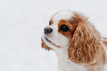 cute purebred Cavalier King Charles spaniel walks in winter snow, closeup view of muzzle, hunting...