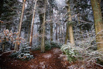 Fototapete bei efototapeten.de bestellen   