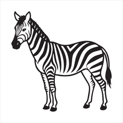 plain zebra vector illustration