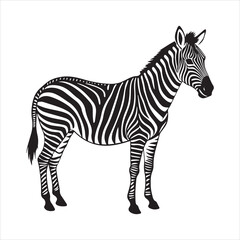 plain zebra vector illustration