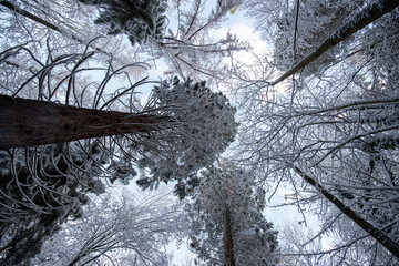Natural winter landscape. Forest under snow a the winter time at Black Forest, Germany