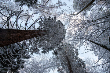 Natural winter landscape. Forest under snow a the winter time at Black Forest, Germany