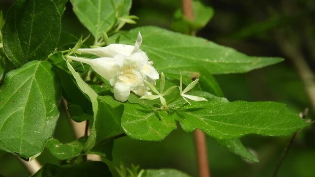 [4K] Funnel-shaped, Yellowish-White Flowers of Abelia spathulata var. stenophylla (Ugo-Tsukubane-Utsugi) on the Deep Forest Floor  【4K】深山の林床に咲くウゴツクバネウツギ（羽後衝羽根空木）のラッパ状の黄白色の花 撮影日：20250614-1