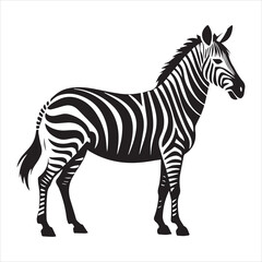plain zebra vector illustration