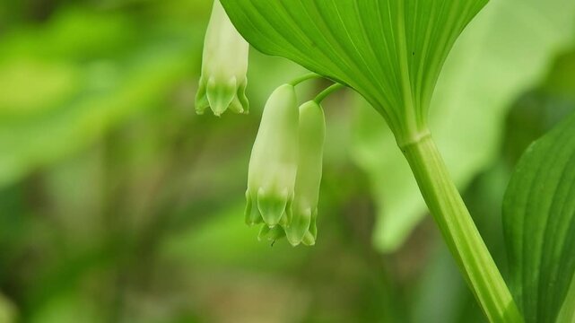 [4K] Bell-shaped, Pale Green Flowers of Polygonatum odoratum (Amadokoro) on the Deep Forest Floor  【4K】深山の林床に咲くアマドコロ（甘野老）の白緑色の釣鐘状の花風景 撮影日：20250614-1