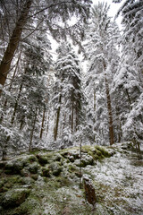 Natural winter landscape. Forest under snow a the winter time at Black Forest, Germany