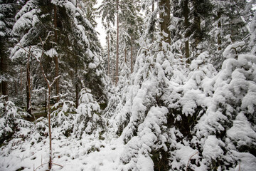 Natural winter landscape. Forest under snow a the winter time at Black Forest, Germany