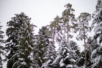 Natural winter landscape. Forest under snow a the winter time at Black Forest, Germany
