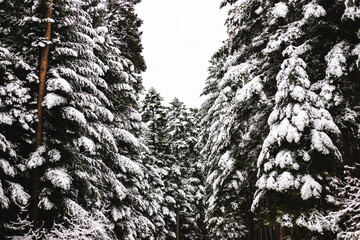 Natural winter landscape. Forest under snow a the winter time at Black Forest, Germany