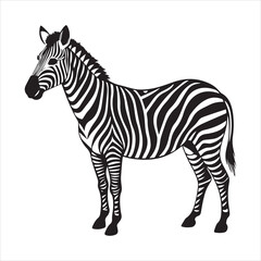 plain zebra vector illustration