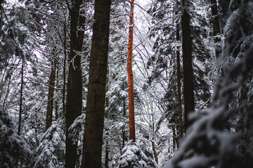 Natural winter landscape. Forest under snow a the winter time at Black Forest, Germany