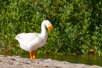 Majestic white goose with vibrant orange beak and feet stands at pond's edge, bathed in golden evening light. Koh Chang, Thailand.

