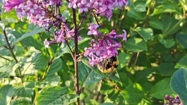 A striped hairy bumble bee collects nectar from lilac flowers in spring