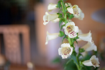 Close-up Digitalis Purpurea Dalmatian Cream. House plant, Fingerhut