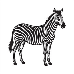 plain zebra vector illustration