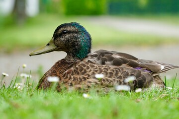 female mallard duck
