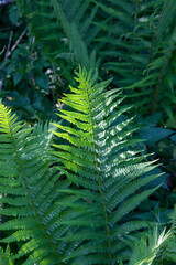 Thickets of green fern in a wild sunny forest in the early morning. Nature concept