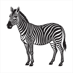 plain zebra vector illustration