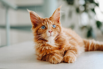 ginger Maine-Coon kitten lying proudly on white table at home, green plant in background, red small...
