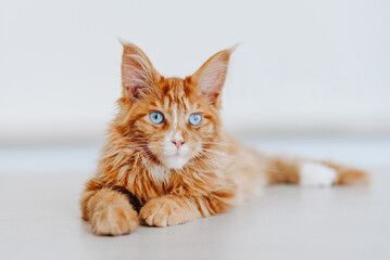 ginger Maine-Coon kitten lying proudly on white table at home, red small thoroughbred cat. pet care...