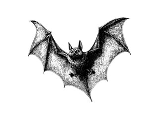 Vintage Halloween bat flying illustration, spooky October horror motif, black line engraving, hand-drawn seasonal icon, old sketch style, creepy holiday artwork, gothic decoration, eerie drawing