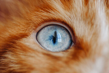 ginger Maine-Coon kitten at home, macro photo, close-up view of blue cat eye, cat muzzle, red small...