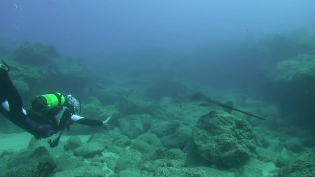 Scuba diver swims underwater, reaching out towards group of stingrays gliding through ocean near rocky seabed. Diver appears to be observing these animals in their natural habitat in La Palma.