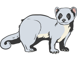 Obraz premium Ermine Cartoon Illustration
