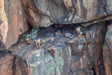 Peregrine falcons on a cliff eating the prey