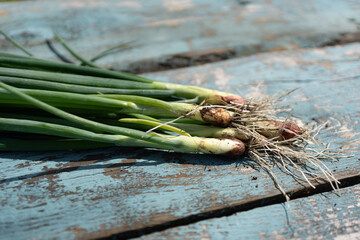 Freshly harvested green onions resting on a weathered blue wooden surface during golden hour