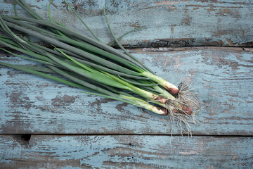 Freshly harvested green onions resting on a rustic wooden table with a weathered blue finish in...