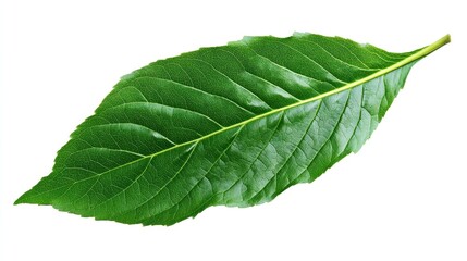 Obraz premium A vibrant green leaf showcasing nature's beauty.