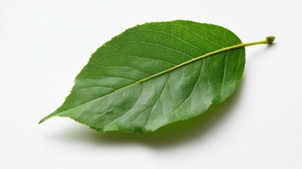 Obraz premium Single green leaf on a white background.