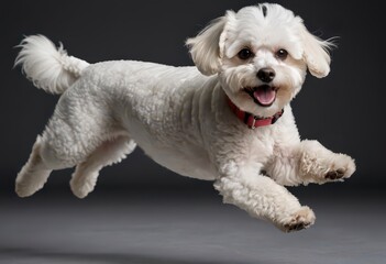 Obraz premium Bichon Frisé dog isolated on grey studio backgroung, adorable pet, lovely puppy, domestic pup 8