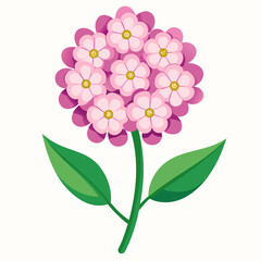 white background on flower Candytuft