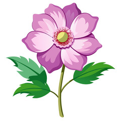 white background on flower Japanese Anemone