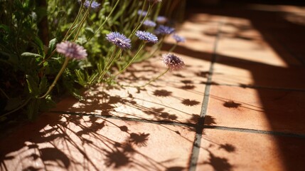 Naklejka premium Wildflowers casting long shadows on terracotta patio tiles, dreamy ambiance