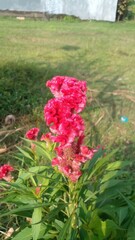 beautiful blooming in nature cockscomb flower or Celosia cristata L or Cockscomb or celala, blurred background, bokeh